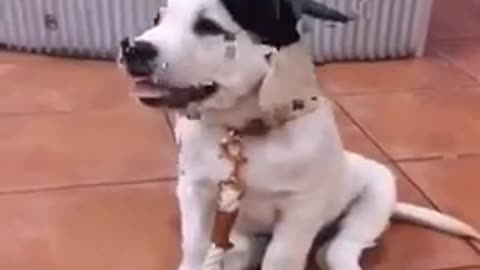 Dog funny video | funny dog video | funny video dog