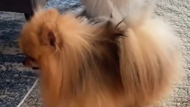 Cute puppy dancing