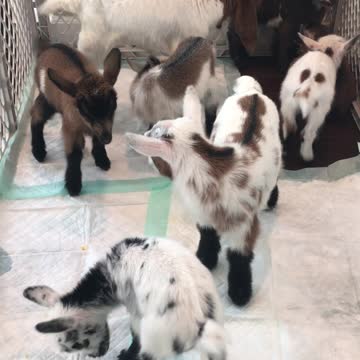 Baby Goats Playing in Puppy Pen