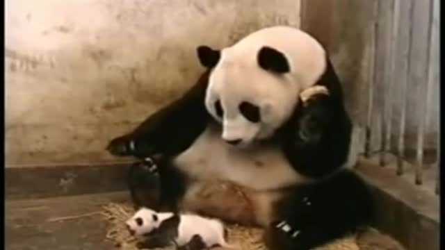 Cute Panda sneezing and freaking out his mom!! 😁😁