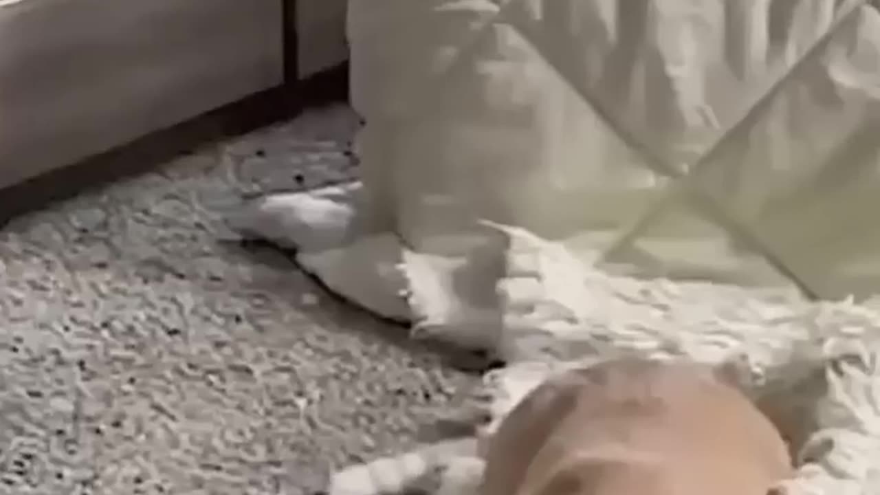 Fluffhole Cats