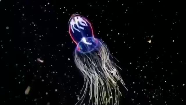 Delightful Arctic sea jellyfish