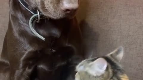 cat vs dog