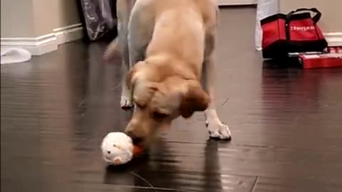 We got a new toy for my Labrador dog Buddy and he got confused