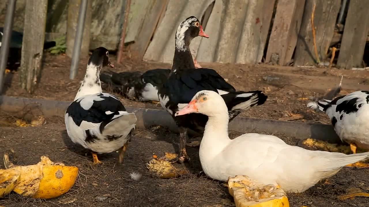 Ducks and chicken feeding at the farm