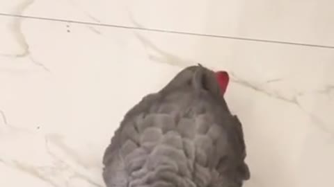 grey parrot bird