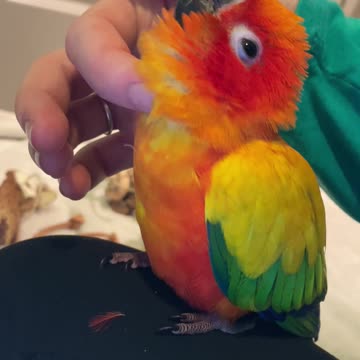 Parrot LOVING his chin rubs