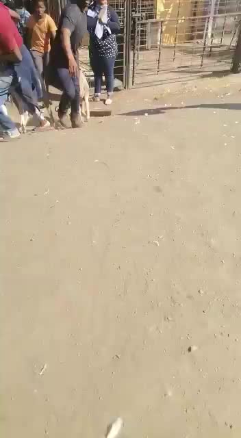 Theft of Livestock in South Africa