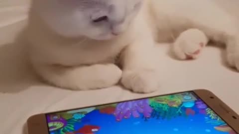Cat look fish celular