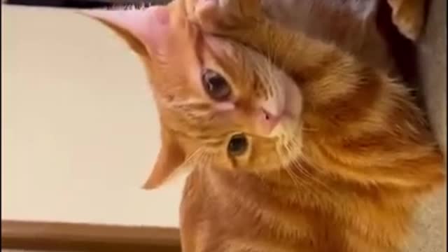 The Funniest Cat Videos on the Internet 🤣🐱