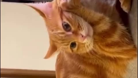 The Funniest Cat Videos on the Internet 🤣🐱