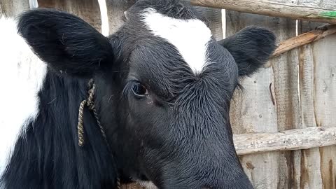 Private subsidiary farm, calves 5-6 months