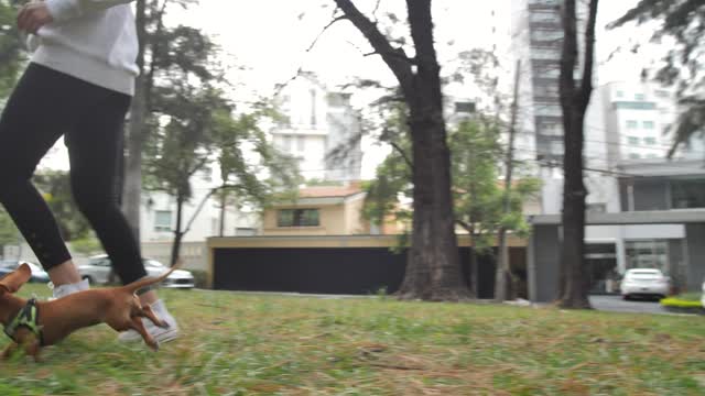 Dachshund dog running through a park to reach its owner