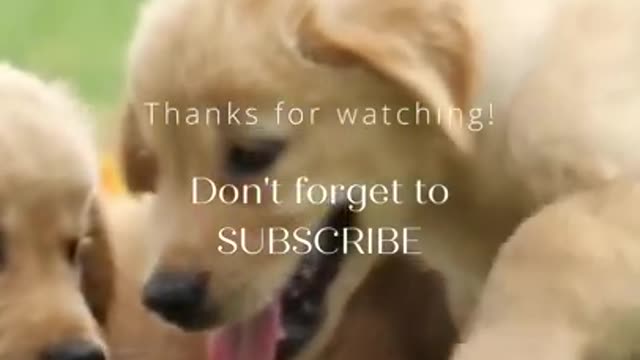 Dogs funny video compilation