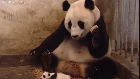 Small panda scare big one