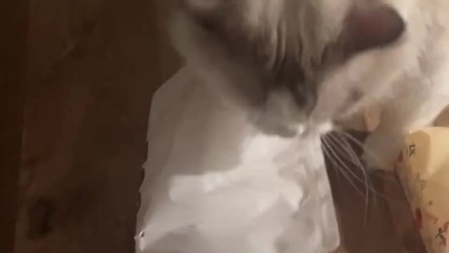 How do I tell him kittens can't eat toast