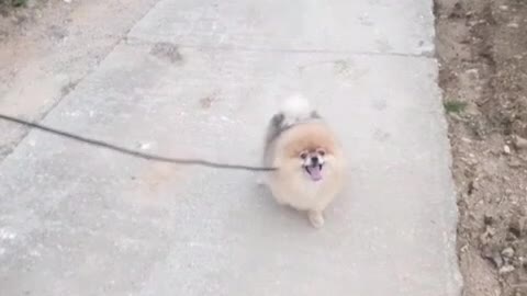 Pomeranian, the dog who's struggling.