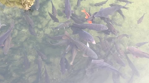 Downtown Seoul, swimming carp 2