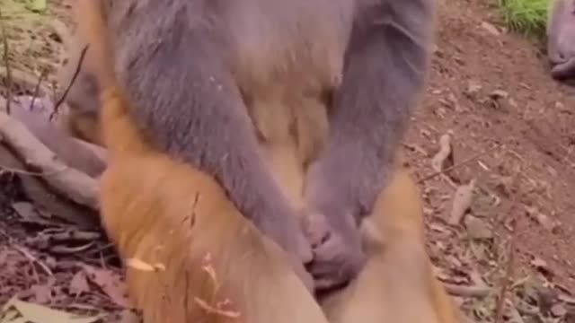 Monkey FEVER.Cute Funny Dogs Rendom Cliip😹 Best #funny Dogs #shorts Video😂 #trending #animals