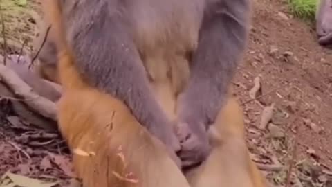 Monkey FEVER.Cute Funny Dogs Rendom Cliip😹 Best #funny Dogs #shorts Video😂 #trending #animals