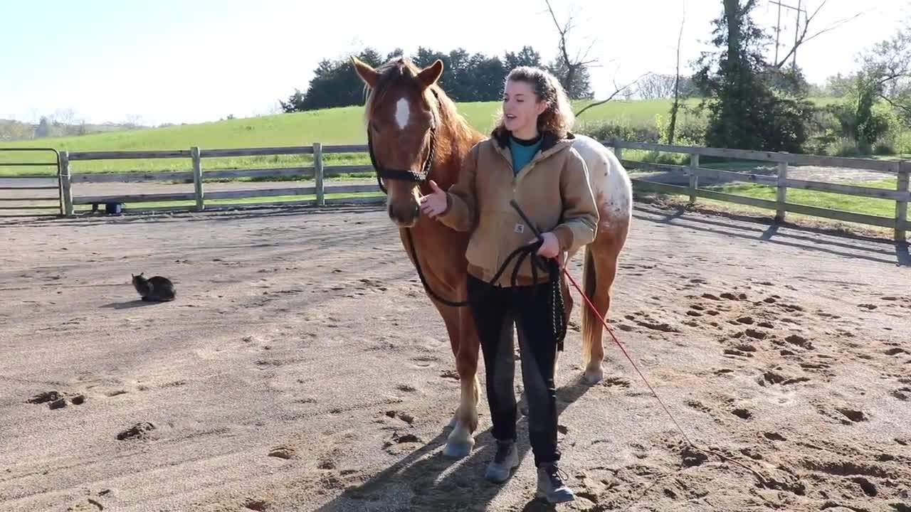 How to Teach Your Horse Tricks (6 Simple Tricks)