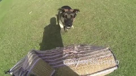 Extreme trained & Disciplined German shepherd Dog