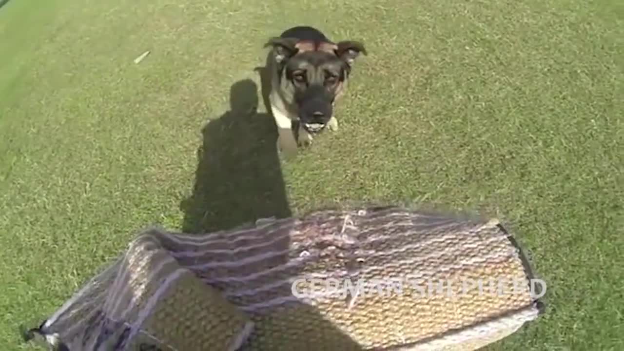 Extreme trained & Disciplined German shepherd Dog