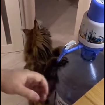 Funny cat Video, combine with comics, fun, Trending and Viral video