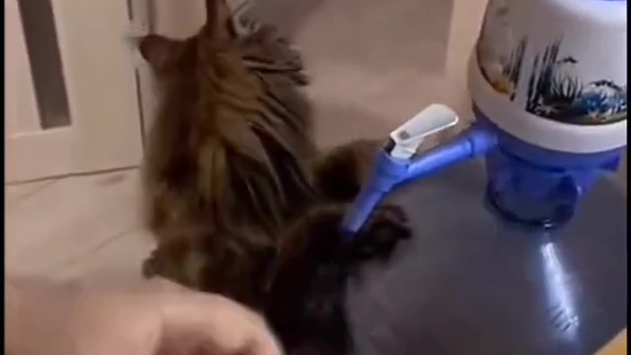 Funny cat Video, combine with comics, fun, Trending and Viral video