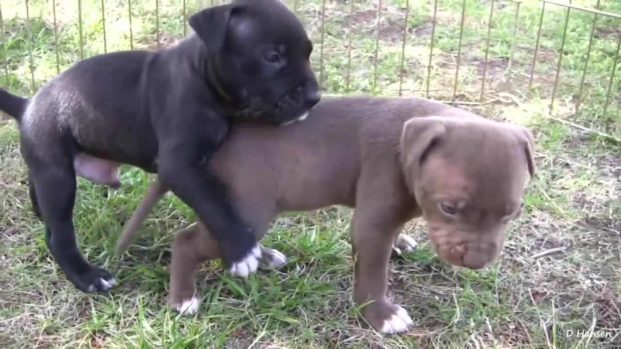 Cute Puppies Feeding with their Big Mother