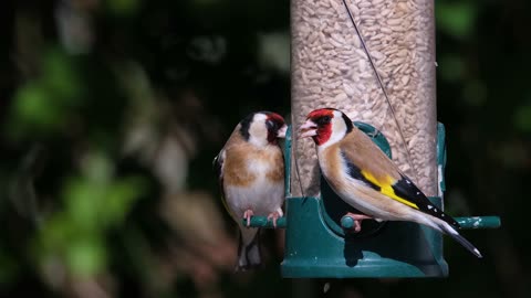 Two beautiful birds at the top of magnificence and beauty.