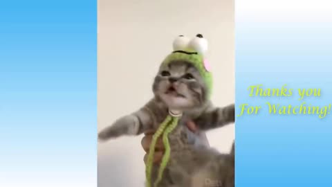 Top Funny Cat Videos of the Week - TRY NOT TO LAUGH