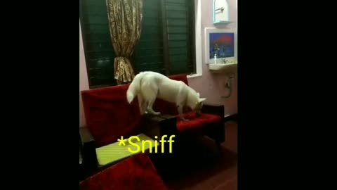 Dog scolding owner for consuming alcohol