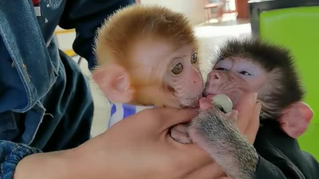 Two little monkeys are snatching food