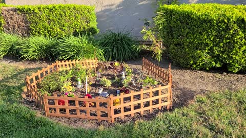 Garden in front yard