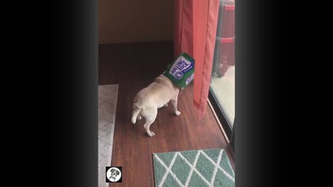 Pug Funny Moments - Cute Dog Videos | Pets Funny