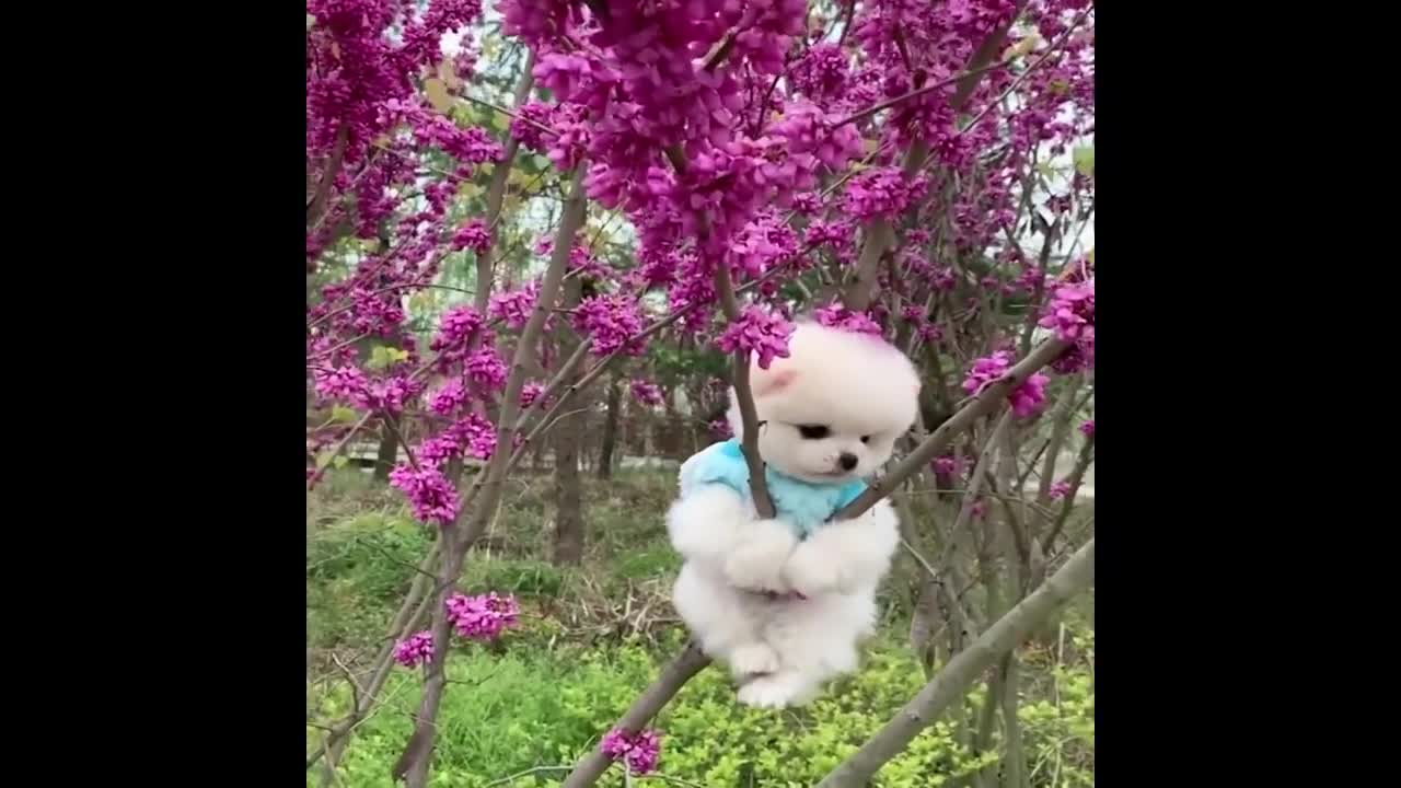 🔴 Funny and Cute dog Videos | Funny Puppy Videos 2022