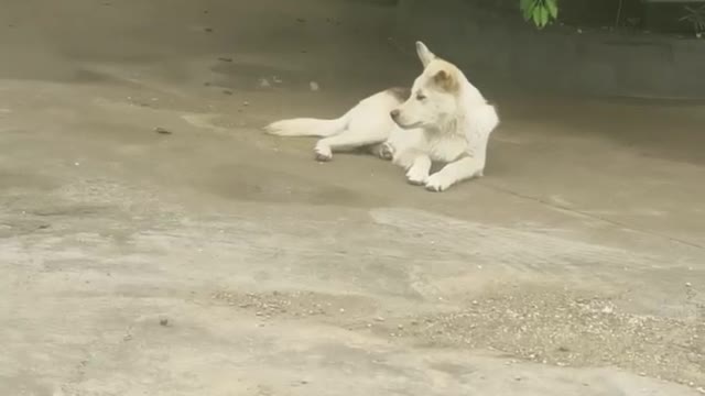 lonely white dog