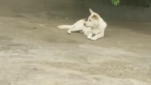 lonely white dog