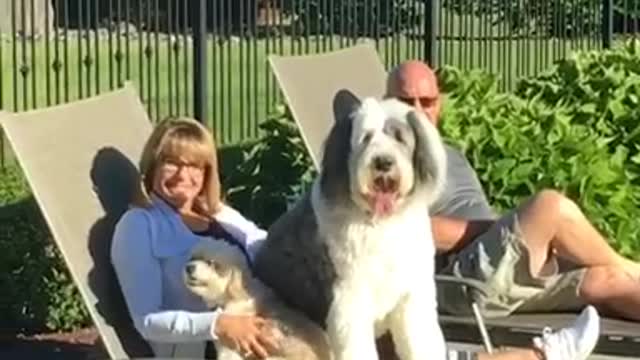 Giant white dog on lawn chair with woman