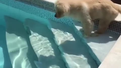 Are dogs born to swim?