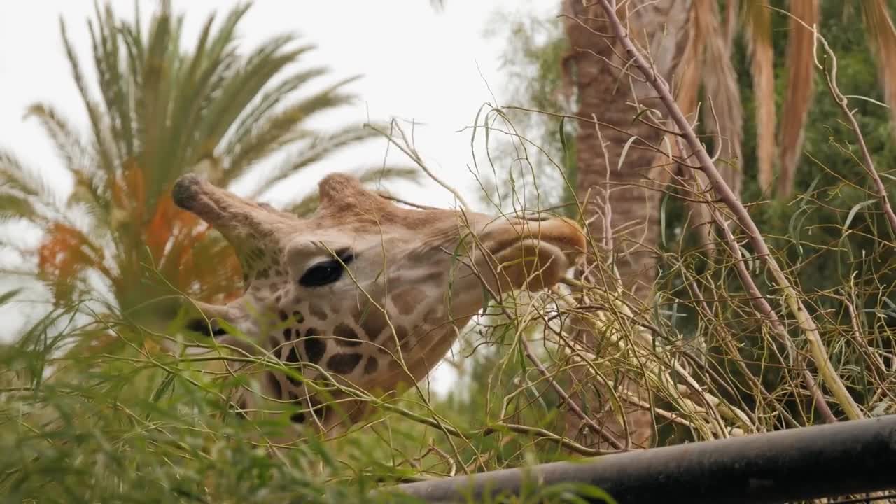 Giraffe is eating leaves over blue sky with white clouds