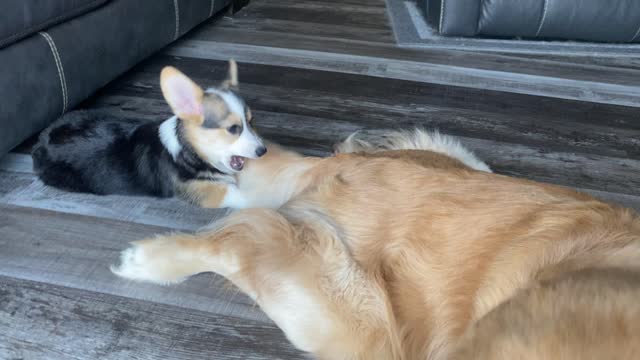 Golden Retriever Teases Puppy with Tail