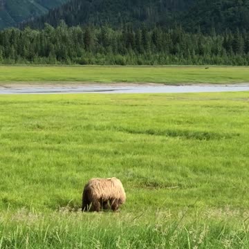 Video Of Bear On A Open Green Grass Field