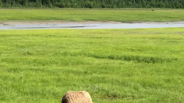 Video Of Bear On A Open Green Grass Field