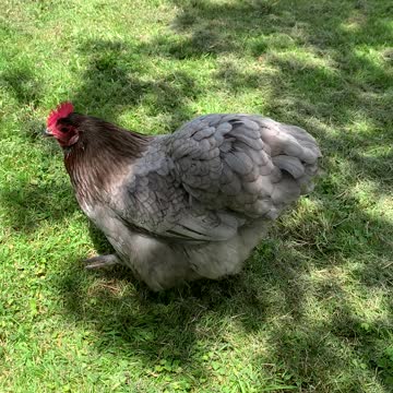 Spending time with the chooks