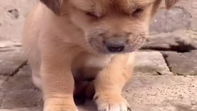 Cutest baby dog Satisying 😹 Funny Animals videos