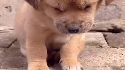 Cutest baby dog Satisying 😹 Funny Animals videos