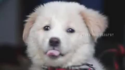 Dog love status video