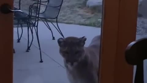 Fearless Tiny Dog Stares Down Huge Mountain Lion